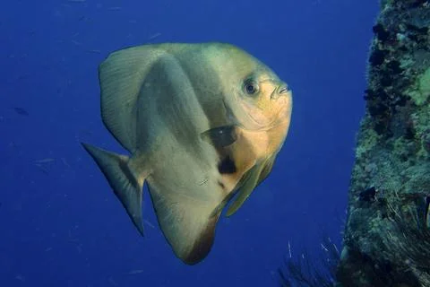 Orbicular batfish Platax orbicularis solid blue background releasable Dive site Stock Photos