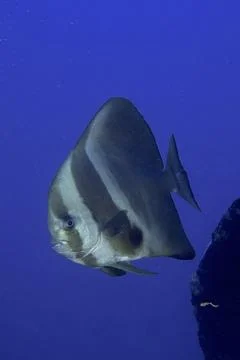 Orbicular batfish Platax orbicularis solid blue background releasable Dive site Stock Photos