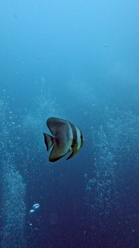 An orbicular batfish swimming gracefully Stock Footage 304566400