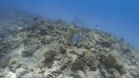 Orbicular batfish swimming over bleached coral reef. Maldives. 4K Stock Footage 127794201
