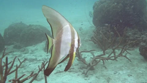 Orbicular Batfish swims at the bottom of the sea. Video stock 199717836