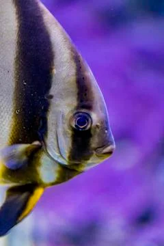 Orbicular batfish in the water Stock Photos