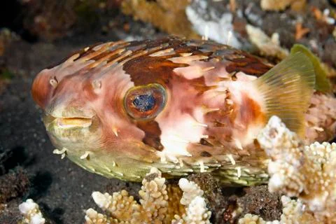Orbicular Burrfish Stock Photos