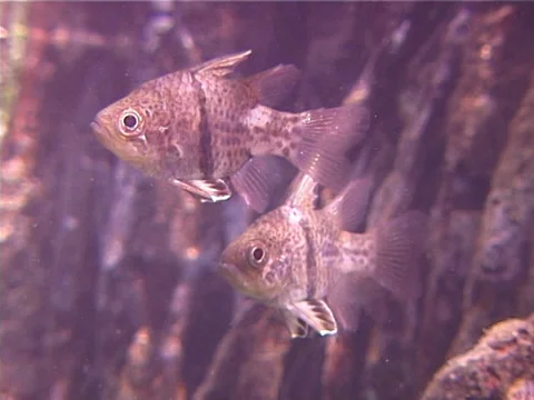 Orbicular cardinalfish hovering, Sphaeramia orbicularis, UP12038 Stock Footage
