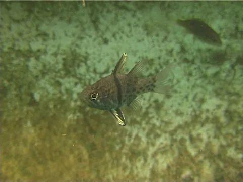 Orbicular cardinalfish hovering, Sphaeramia orbicularis, UP13470 Stock Footage