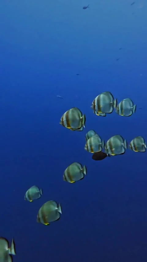 Orbicular spadefish (platax orbicularis) Stock Footage 319438134