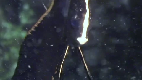 Orbicularis Batfish Explores the Reef During the Day in Nusa Penida Stock Footage 321017566