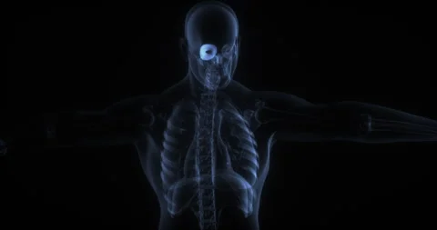 Orbicularis oculi muscles in the human body. X Ray. Loop Stock Footage 341425883