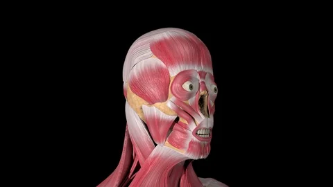 Orbicularis Oculis Muscles 스톡 동영상 123645996