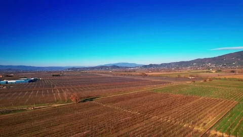 Orbit 4K aerial drone view apples trees field in Tuscany Valdichiana Arezzo  Stock Footage 234132353