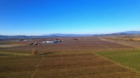 Orbit aerial drone 4K view apples trees field in Tuscany Valdichiana Arezzo  Stock Footage 234132359