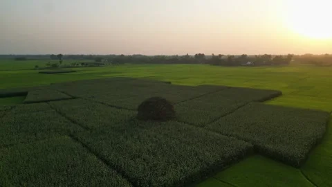 Orbit aerial drone shot circling around a large tree in vast green agricult.. Vídeo Stock 345531053