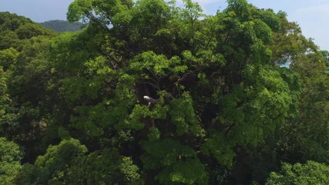 Orbit Aerial of Eagle in Tree, Penang, Malaysia Stock Footage 143230157