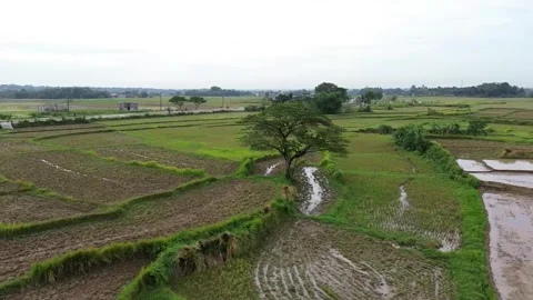Orbit Aerial Shot of Rice Fields and Lone Tree in Rural Landscape – 1920x1080 Stock Footage 321172715