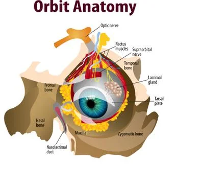 Orbit anatomy Stock Illustration