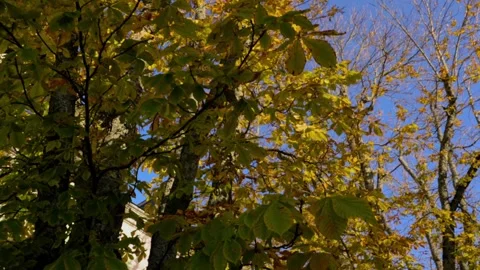 Orbit Around Autumn Tree with Blue Sky Background Stock Footage 293443292