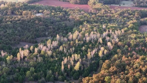 Orbit around Bright Sunlit birch-like trees in Autumn Forest – Drone Flyover Stock Footage 321494767