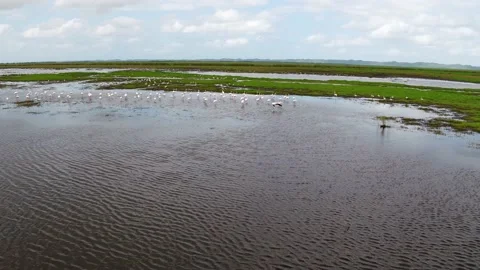 Orbit around Flamingos Stock Footage 186096398