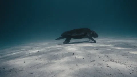 Orbit around turtle feeding and walking on sandy underwater ocean bottom, Stock Footage 277385371