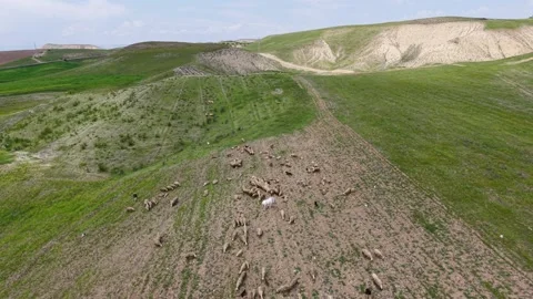 Orbit Around a White Horse, Sheep and Dog with Wildflowers and River Stock Footage 340531382