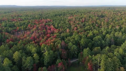 Orbit of Colorful Patch of Trees in Green Forest Stock Footage 317650883
