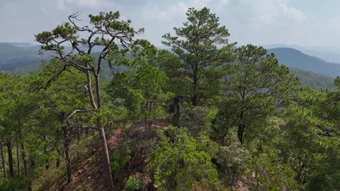 Orbit Drone of Ancient Cross on Pine Hill Near Tuyen Lam Lake 動画素材 337013026