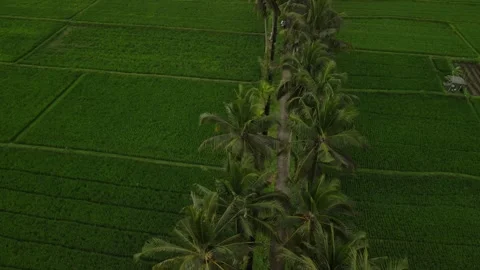 Orbit drone shot over road with a palm trees in green rice padi of Bali Stock Footage 261673141