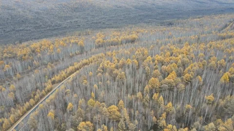Orbit Drone Shot Over Vast Autumn Forest Greater Khingan Mountains Video stock 330270184