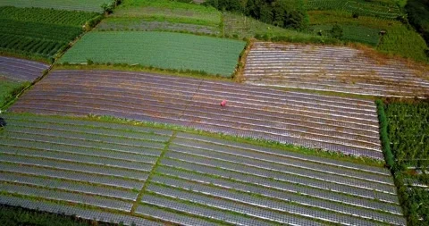 Orbit drone shot of terraced vegetable plantation with beautiful pattern Stock Footage 220417527