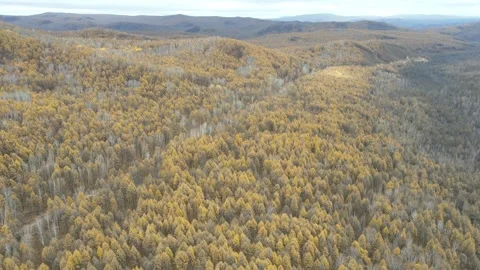 Orbit Drone View Above Vast Autumn Forest in Greater Khingan Mountains Video stock 330269730