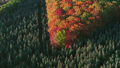 Orbit eerial view across a dark evergreen forest and a narrow strip of Stock Footage 345687695