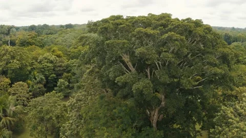 Orbit reveal shot trees on Amazon, Amazonia Jungle in Peru 4K Stock Footage 197102423