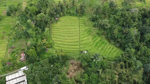 Orbit right over terraces Stock Footage 329866930