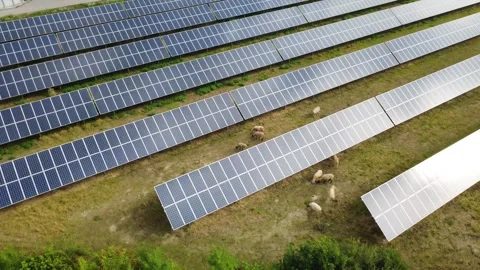 Orbit of Sheep Grazing Between Solar Panels – Agrivoltaics in Bavaria Stock Footage 343891088