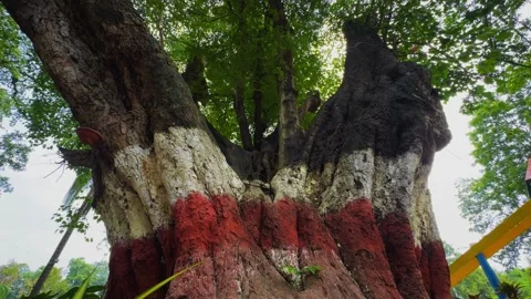 Orbit Shot of Ancient Tamarind Tree with Lime Coated Trunk in Natural Landscape Stock Footage 340974444