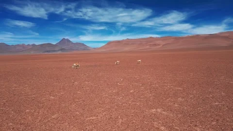 Orbit shot around vicuna herd grazing on vast red desert plain with dramatic Stock Footage 334813658