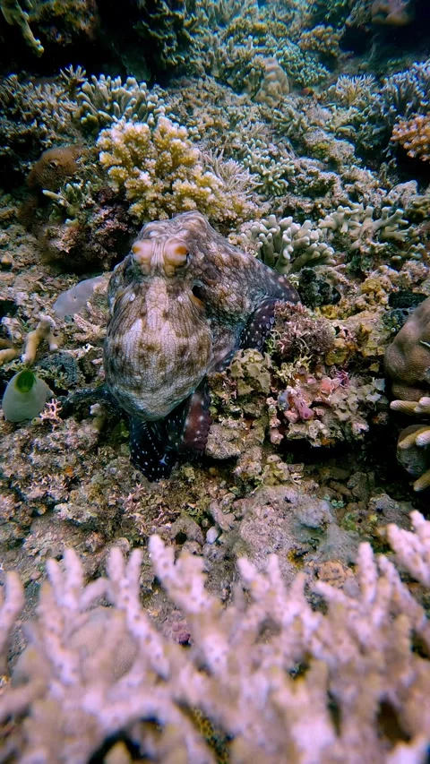 Orbit shot close up to a day octupus camouflaged among the rocky coral Stock Footage 345083251