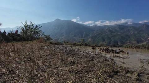 Orbit shot of ducks in muddy pond in mountain area of Vietnam Stock Footage 296266476