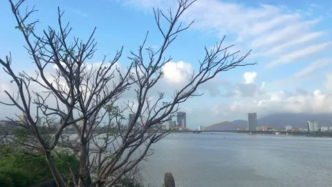 Orbit shot of a lonely winter tree on the cityscape background Video stock 146251242