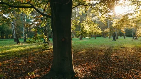 Orbit shot of tree in the park during autumn Stock Footage 195942346