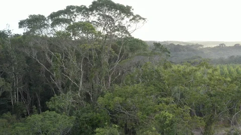 Orbit of a tree in the Atlantic Forest Stock Footage 127529608