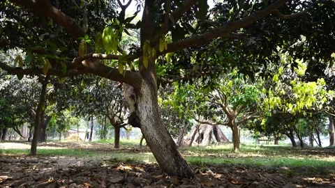 Orbit view of all of a mango tree Stock Footage 275595752