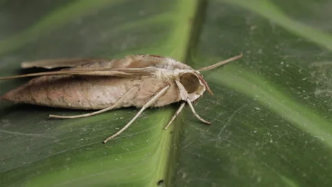 Orbit view of Pale Brown Hawk Moth sitting on plant leaf, close up Stock Footage 156960727