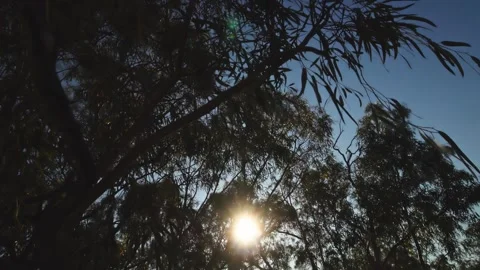 Orbit wide angle shot of Gumtrees, Australian bush with sunflare Stock Footage 321449080