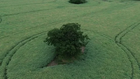 Orbital around a Lonely tree Stock Footage 278209415