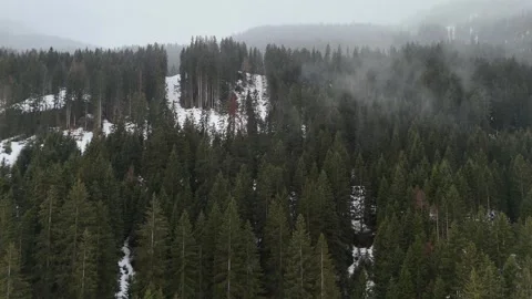 Orbital Drone Flight Around Snowy Pine Forest in Foggy Overcast Weather, Vídeo Stock 336187553