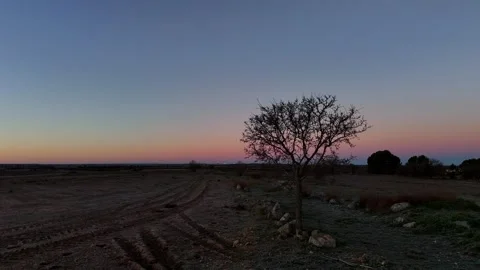 Orbital flight of an isolated tree in a crop field at dawn Stock Footage 261383777