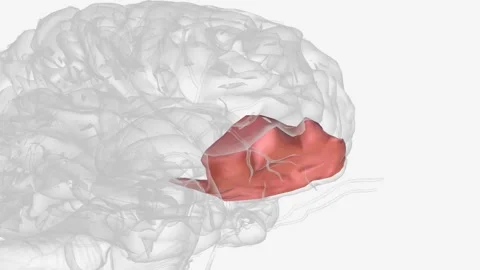 orbital gyri are located on the inferior... Stock Video Pond5