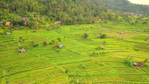 Orbital shot over agriculture fields in Bali Stock Footage 340970774