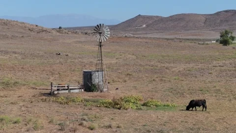 Orbiting aerial shot of windmill and cattle grazing on a cattle ranch Stock Footage 254204211
